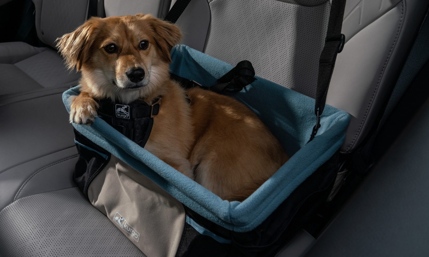 5 of the Best Toyota Pet Accessories for 2024